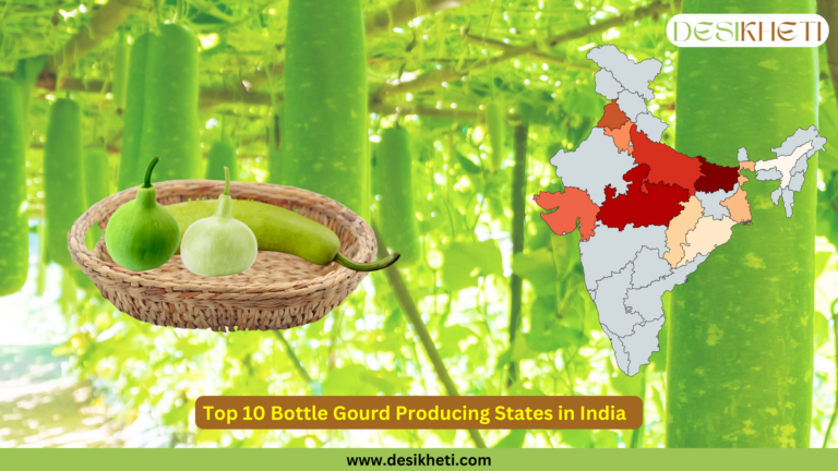 The background shows a bottle gourd farm with hanging gourds, and a woven basket in the foreground contains three types of gourds. A map of India on the right highlights states based on bottle gourd production, with different shades indicating the intensity of production. Title reads 'Top 10 Bottle Gourd Producing States in India' with the Desikheti logo at the top right corner and the website link www.desikheti.com at the bottom.