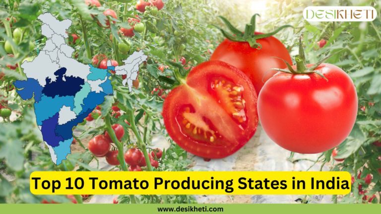 Background of a tomato farm with lush green vines and ripe red tomatoes. Overlaid on the left is a shaded map of India, highlighting the top 10 tomato-producing states in various shades of blue. To the right are three tomatoes—one whole and one cut in half to show the juicy interior. At the bottom, a yellow banner with bold black text reads 'Top 10 Tomato Producing States in India.' The website URL 'www.desikheti.com' is displayed on a green strip below the banner, and the 'Desikheti' logo appears in the top right corner.