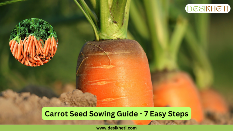 Close-up of a fresh carrot partially buried in soil with green leaves sprouting above. A circular inset image shows a bunch of fresh orange carrots with green tops. At the top right, the Desikheti logo is displayed. The text 'Carrot Seed Sowing Guide - 7 Easy Steps' appears at the bottom in bold black letters on a green background, along with the website URL 'www.desikheti.com' below it.