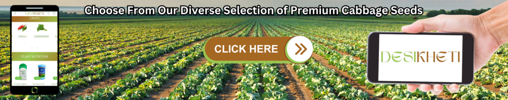 Field of cabbage crops with text 'Choose From Our Diverse Selection of Premium Cabbage Seeds' at the top. A mobile device screen on the left shows the Desikheti app with sections like 'CROPS' and 'PLANT NUTRITION' displaying images of products. On the right, a hand holds a phone displaying the Desikheti logo. A prominent brown 'CLICK HERE' button with white text and arrows is in the center.