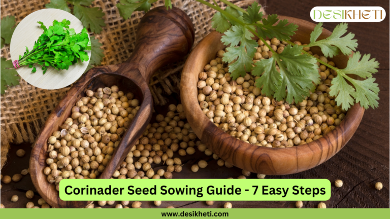 Wooden bowls and a scoop filled with coriander seeds placed on a burlap background, surrounded by fresh coriander leaves. A circular inset image on the top left shows a bunch of fresh coriander leaves tied with a band. The text reads 'Coriander Seed Sowing Guide - 7 Easy Steps' in a green banner at the bottom. The Desikheti logo is displayed on the top right, and the website URL www.desikheti.com is included at the bottom center.