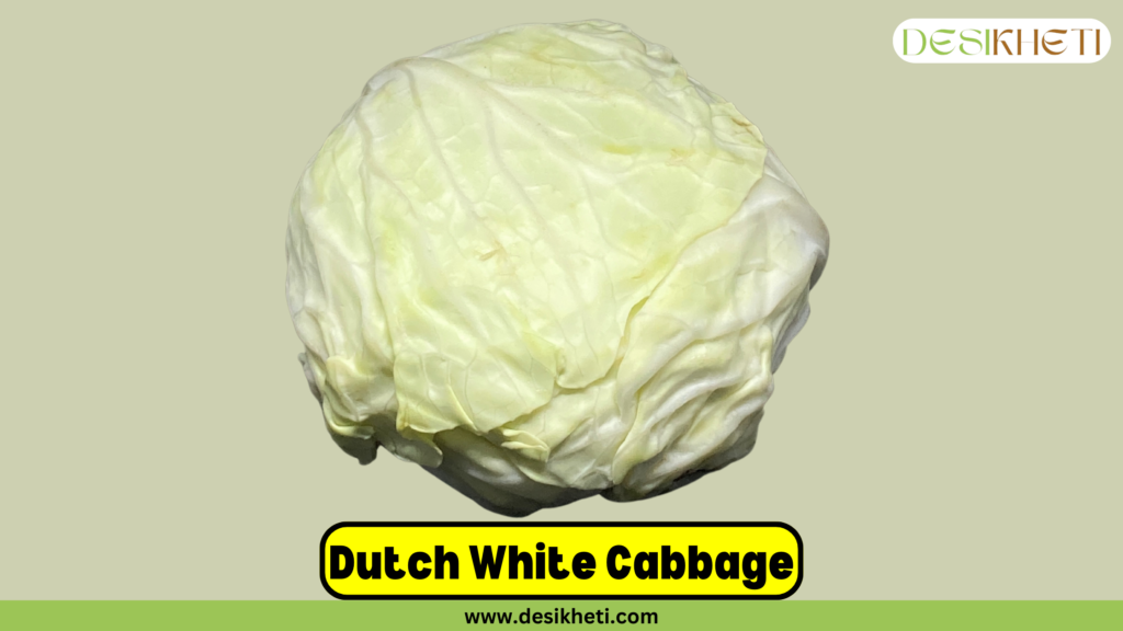 Fresh Dutch White Cabbage displayed against a light green background. The "Desikheti" logo is positioned in the top-right corner. At the bottom, bold highlighted text reads "Dutch White Cabbage," followed by the website URL "www.desikheti.com."