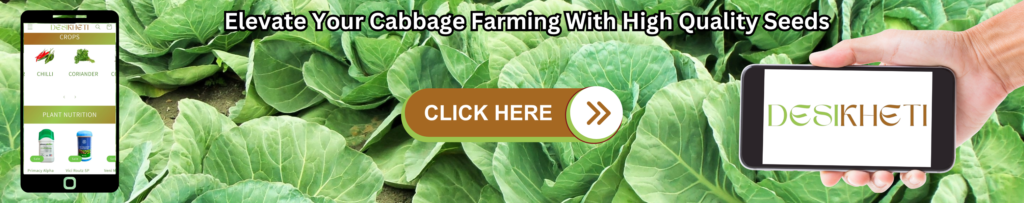 Green cabbage leaves in the background with text 'Elevate Your Cabbage Farming With High Quality Seeds' at the top. A mobile device on the left shows the Desikheti app displaying sections like 'CROPS' and 'PLANT NUTRITION' with product images. On the right, a hand holds a phone displaying the Desikheti logo. A prominent brown 'CLICK HERE' button with white text and arrows is centered.