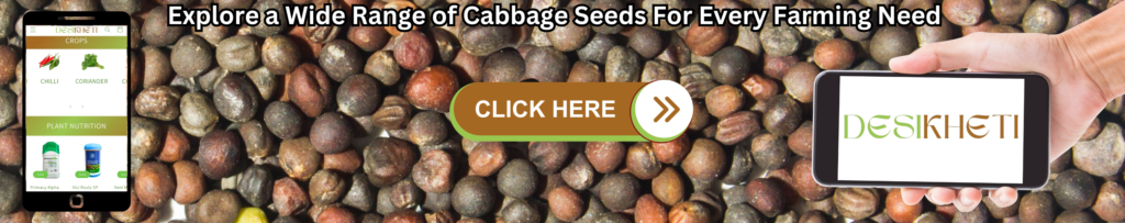 Background of cabbage seeds with bold text at the top stating "Explore a Wide Range of Cabbage Seeds For Every Farming Need." On the left, a smartphone displays the DesiKheti website showing crops like Chilli and Coriander, as well as plant nutrition products. In the center, there is a clickable button with the text "CLICK HERE" in white on a brown and green background. On the right, a hand holds a phone displaying the DesiKheti logo.