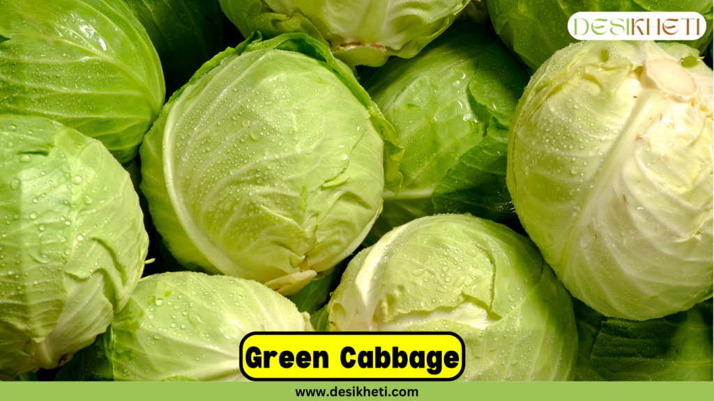 Fresh green cabbages with water droplets on their surfaces, piled together, showcasing their vibrant and crisp appearance. The image features the text "Green Cabbage" in bold black letters on a yellow background and the website URL "www.desikheti.com" at the bottom.