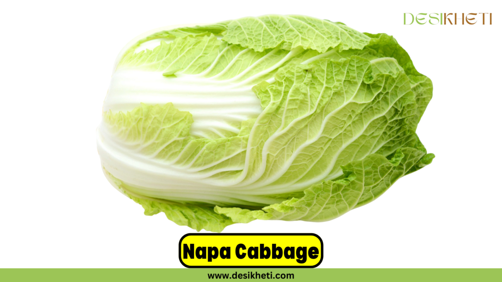 A fresh Napa cabbage is displayed prominently with its light green leaves and white stalks. The text 'Napa Cabbage' is written in bold black font on a yellow text box at the bottom center. The Desikheti logo is positioned at the top right, and the website URL www.desikheti.com is shown beneath the yellow text box at the bottom of the image.