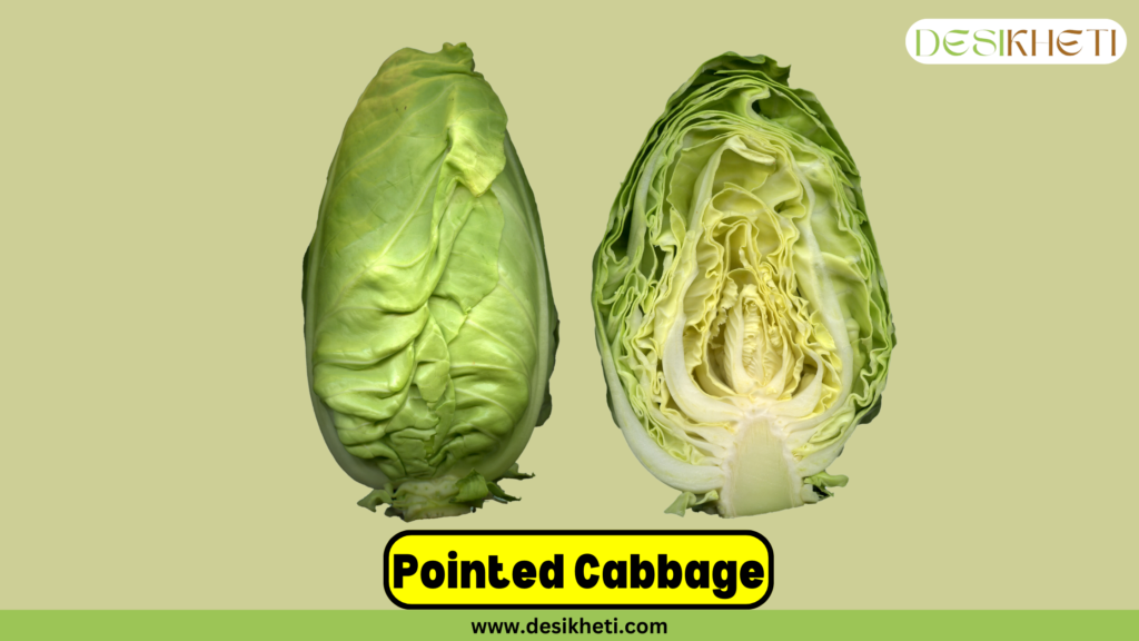 Two fresh pointed cabbages displayed side by side, one whole and the other cut in half to reveal the intricate layers inside. The background is light green, with the text "Pointed Cabbage" in bold black letters on a yellow background and the website URL "www.desikheti.com" at the bottom.