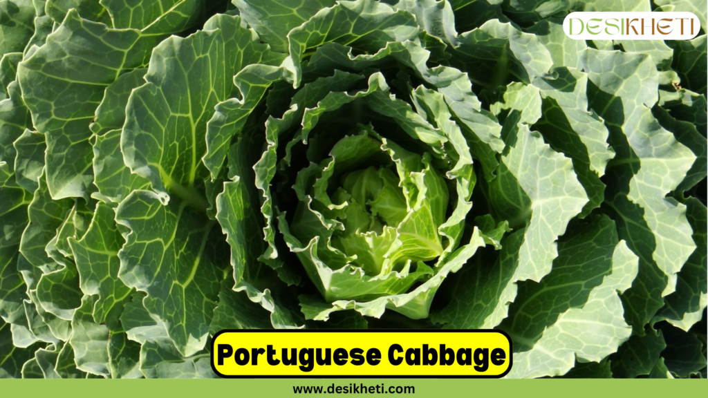 Close-up view of Portuguese cabbage. The image features the text "Portuguese Cabbage" in bold black letters on a yellow background and includes the website URL "www.desikheti.com" at the bottom.