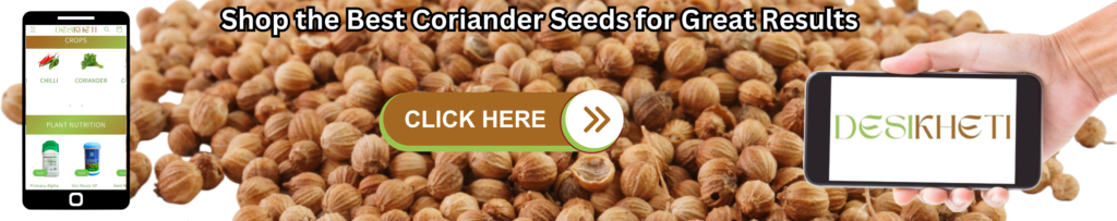 Shop the best coriander seeds for great results. The image features coriander seeds in the background, a mobile website interface of DesiKheti showcasing crops like chili and coriander on the left, and a hand holding a phone displaying the DesiKheti logo on the right. A clickable button with the text 'CLICK HERE' is centrally placed in the image.
