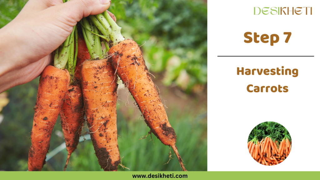 A hand holding freshly harvested carrots covered in soil with a green garden background. On the right, bold text reads "Step 7" followed by "Harvesting Carrots" in brown font. The DesiKheti logo is at the top, and a small circular image at the bottom shows a bunch of carrots with green tops. The website URL "www.desikheti.com" is displayed at the bottom on a green bar.