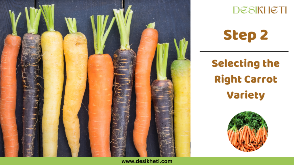 Step 2 highlights selecting the right carrot variety, featuring a row of multicolored carrots, including orange, yellow, and purple, with fresh green tops on a dark background. On the right side, the "Desikheti" logo appears at the top, followed by bold text "Step 2" and the description "Selecting the Right Carrot Variety." At the bottom, there is an image of freshly harvested orange carrots with green tops. The website URL "www.desikheti.com" is displayed at the bottom of the image.