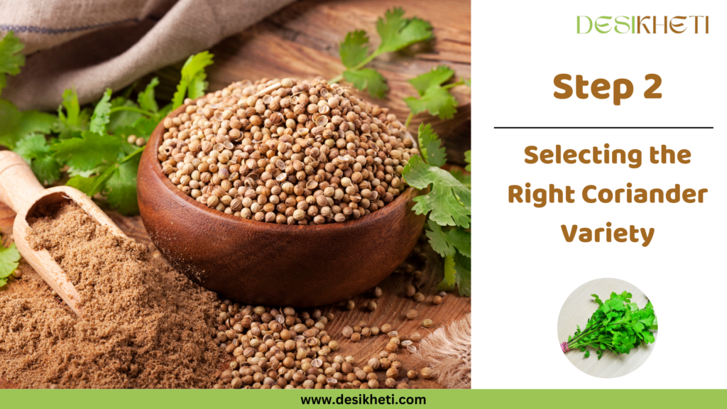 A wooden bowl filled with coriander seeds, a wooden scoop containing ground coriander powder, and fresh coriander leaves in the background. The text on the right reads 'Step 2 - Selecting the Right Coriander Variety' in brown font, accompanied by the Desikheti logo at the top. A circular inset at the bottom right features a bunch of fresh coriander leaves. The website URL www.desikheti.com is displayed in a green banner at the bottom.