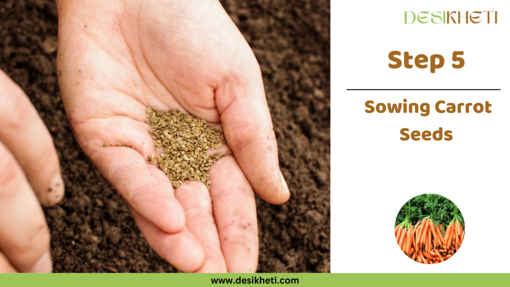 A close-up of a person's hand holding carrot seeds with dark, fertile soil in the background, ready for sowing. On the right, bold text reads "Step 5" followed by "Sowing Carrot Seeds" in brown font. The DesiKheti logo is at the top, and a small circular image at the bottom shows freshly harvested carrots with green tops. The website URL "www.desikheti.com" is displayed at the bottom on a green bar.