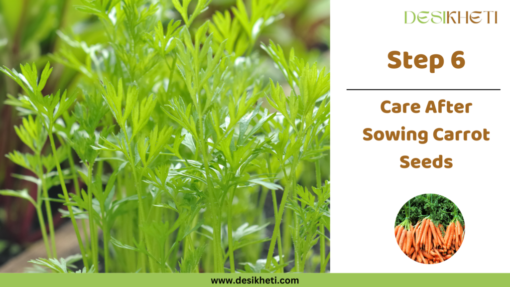 Fresh green carrot plants growing in a garden with bright green leaves in focus. On the right, bold text reads "Step 6" followed by "Care After Sowing Carrot Seeds" in brown font. The DesiKheti logo is at the top, and a small circular image at the bottom shows a bunch of harvested carrots with green tops. The website URL "www.desikheti.com" is displayed at the bottom on a green bar.