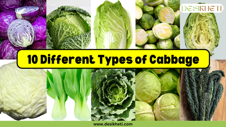 Various types of cabbage are displayed, including Red Cabbage, Savoy Cabbage, Napa Cabbage, Brussels Sprouts, Pointed Cabbage, Dutch White Cabbage, Bok Choy, Portuguese Cabbage, Green Cabbage, and Tuscan Cabbage. The text in the center reads '10 Different Types of Cabbage' in bold black font on a yellow text box. The Desikheti logo is positioned at the top right, and the website URL www.desikheti.com is shown at the bottom of image.