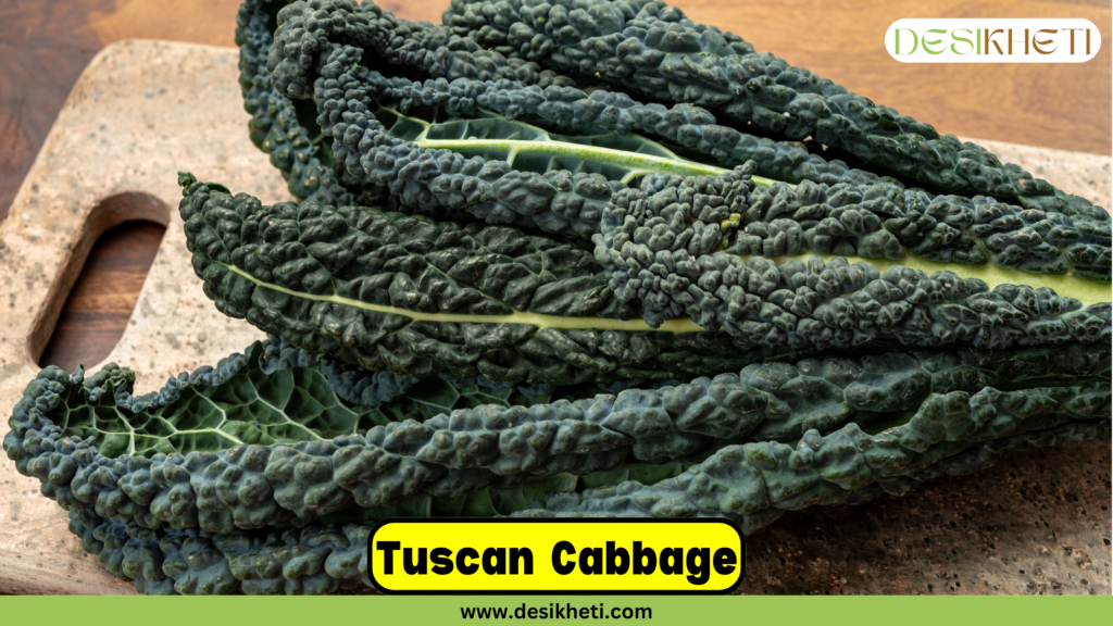 Tuscan cabbage with its dark green, textured leaves displayed on a wooden cutting board. The DesiKheti logo is visible in the top right corner, and the text "Tuscan Cabbage" is prominently written in bold black letters on a yellow background near the bottom. Below this, the website URL "www.desikheti.com" is written on a green strip.