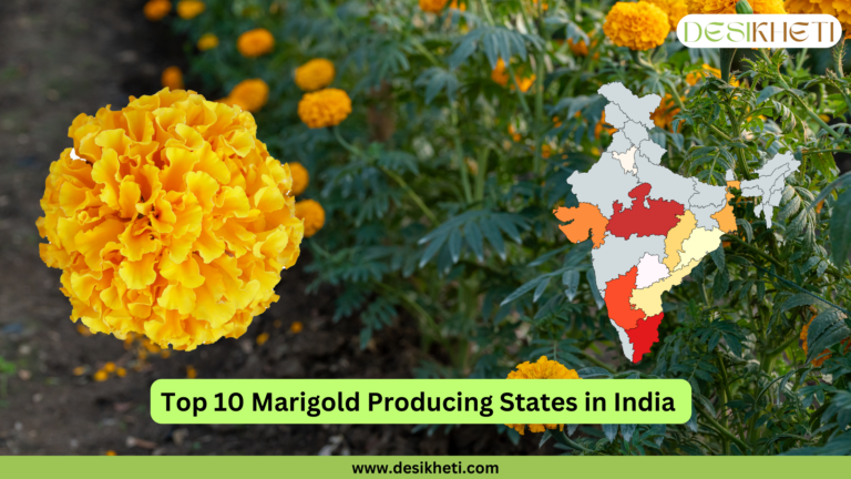 A vibrant marigold flower with a field of blooming marigold plants in the background. A map of India highlights the top 10 marigold-producing states, with varying shades indicating production levels. The text "Top 10 Marigold Producing States in India" is displayed on a green banner, along with the website URL www.desikheti.com and the DesiKheti logo in the top right corner.