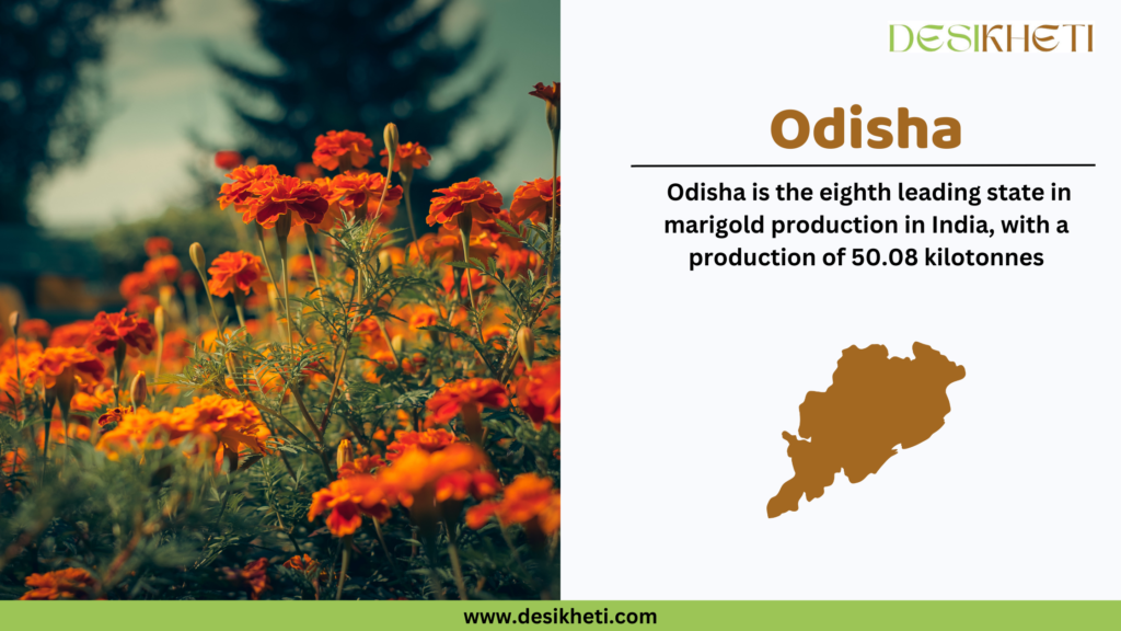 Marigold flowers in full bloom in a vibrant field with green foliage in the foreground. Text on the right reads: 'Odisha - Odisha is the eighth leading state in marigold production in India, with a production of 50.08 kilotonnes.' Below the text is a silhouette map of Odisha in brown color. The logo 'Desikheti' is displayed at the top right corner, and the website URL 'www.desikheti.com' is shown at the bottom.