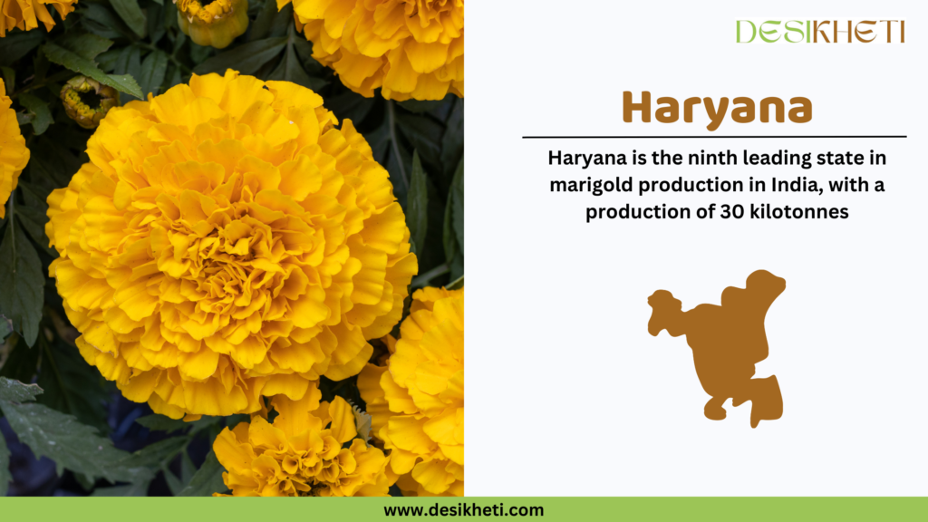 Close-up of bright yellow marigold flowers with green leaves in the background. Text on the right reads: 'Haryana - Haryana is the ninth leading state in marigold production in India, with a production of 30 kilotonnes.' Below the text is a brown silhouette map of Haryana. The logo 'Desikheti' is displayed at the top right corner, and the website URL 'www.desikheti.com' is shown at the bottom.