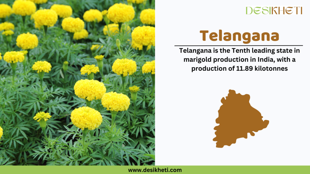 Field of yellow marigold flowers with green foliage in the background. Text on the right reads: 'Telangana - Telangana is the tenth leading state in marigold production in India, with a production of 11.89 kilotonnes.' Below the text is a brown silhouette map of Telangana. The logo 'Desikheti' is displayed at the top right corner, and the website URL 'www.desikheti.com' is shown at the bottom.