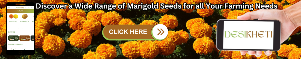 Promotional banner featuring vibrant orange marigold flowers with the text 'Discover a Wide Range of Marigold Seeds for all Your Farming Needs.' The image includes a smartphone displaying the Desikheti website's crop section and a hand holding another phone with the Desikheti logo. A prominent 'Click Here' button invites users to explore further.