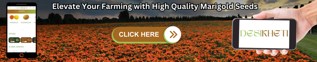 Promotional banner featuring a vast field of orange marigold flowers at sunset with the text 'Elevate Your Farming with High Quality Marigold Seeds.' The image showcases a smartphone displaying the Desikheti website's crop section and a hand holding another phone with the Desikheti logo. A prominent 'Click Here' button encourages users to explore further.