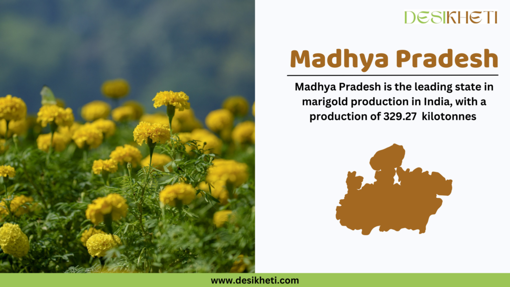 A vibrant field of yellow marigold flowers on the left side, with a blurred green and blue background. On the right side, text reads: "Madhya Pradesh" in bold brown letters, followed by "Madhya Pradesh is the leading state in marigold production in India, with a production of 329.27 kilotonnes" in black text. Below this, there is a brown silhouette of the map of Madhya Pradesh. At the top right corner is the DesiKheti logo, and at the bottom, a green strip displays the website URL: www.desikheti.com.