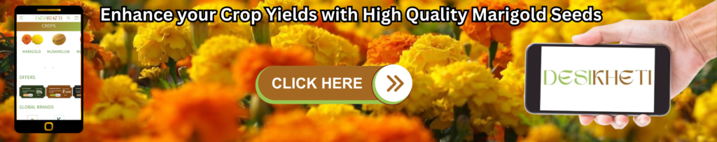 A banner with a vibrant marigold flower background promoting high-quality marigold seeds. On the left, a smartphone graphic shows the Desikheti app interface, featuring crops like marigold and muskmelon, along with offers and global brands. The center displays bold black text: 'Enhance your Crop Yields with High Quality Marigold Seeds.' Below the text is a brown button labeled 'CLICK HERE' with an arrow pointing right. On the right, a hand holds a smartphone showing the Desikheti logo.