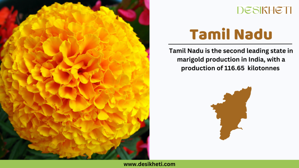 Bright yellow marigold flower on the left side of the image with vibrant orange highlights, surrounded by green leaves. On the right side, bold brown text reads "Tamil Nadu," followed by the statement "Tamil Nadu is the second leading state in marigold production in India, with a production of 116.65 kilotonnes." Below the text is a brown silhouette map of Tamil Nadu. The "Desikheti" logo appears at the top right, and the website URL "www.desikheti.com" is displayed on a green bar at the bottom.