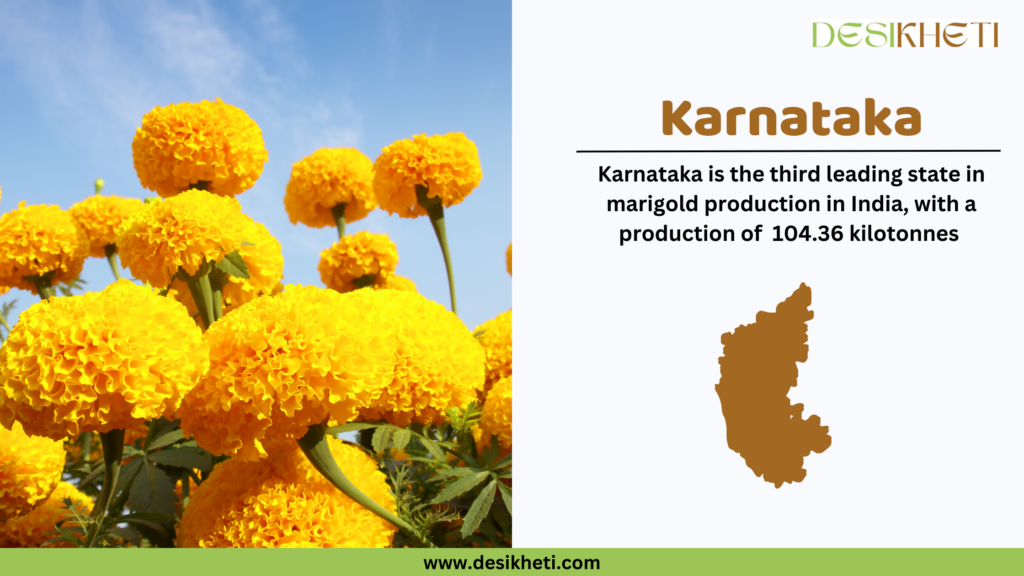 Vibrant yellow marigold flowers against a clear blue sky on the left side of the image, with green foliage visible. On the right side, brown text reads "Karnataka," followed by the statement "Karnataka is the third leading state in marigold production in India, with a production of 104.36 kilotonnes." A brown silhouette map of Karnataka is displayed below the text. The "Desikheti" logo appears at the top right, and the website URL "www.desikheti.com" is displayed on a green bar at the bottom.