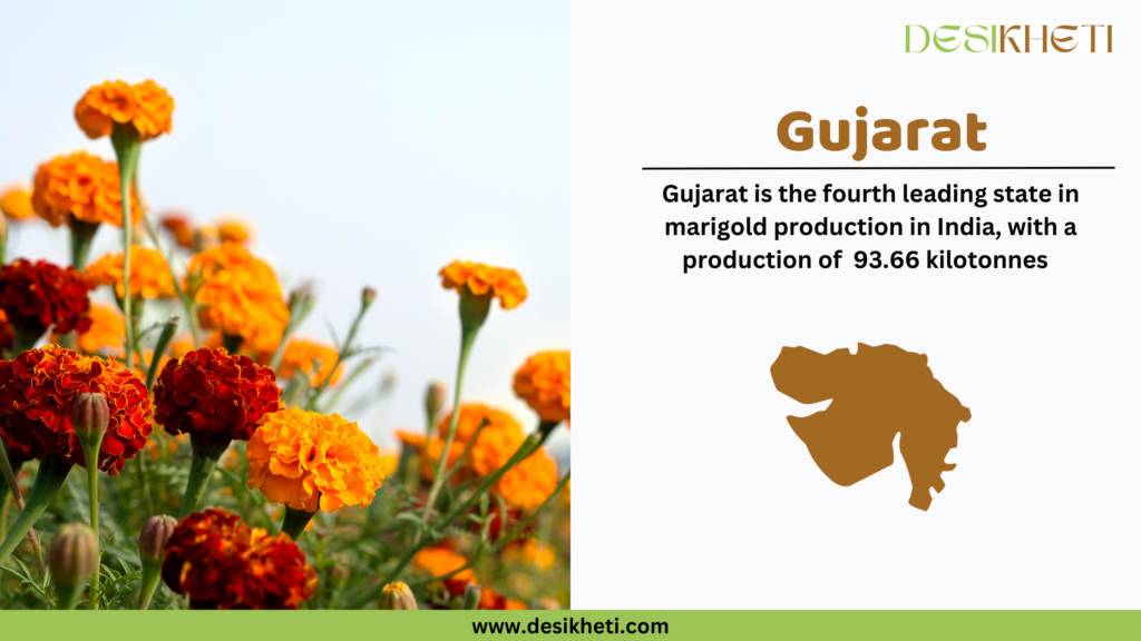 Bright orange and red marigold flowers in full bloom on the left side of the image against a clear sky. On the right side, the heading "Gujarat" is written in bold brown text, followed by the statement "Gujarat is the fourth leading state in marigold production in India, with a production of 93.66 kilotonnes." Below this, a brown silhouette map of Gujarat is displayed. At the top right corner is the "Desikheti" logo, and at the bottom, a green bar contains the website URL "www.desikheti.com.