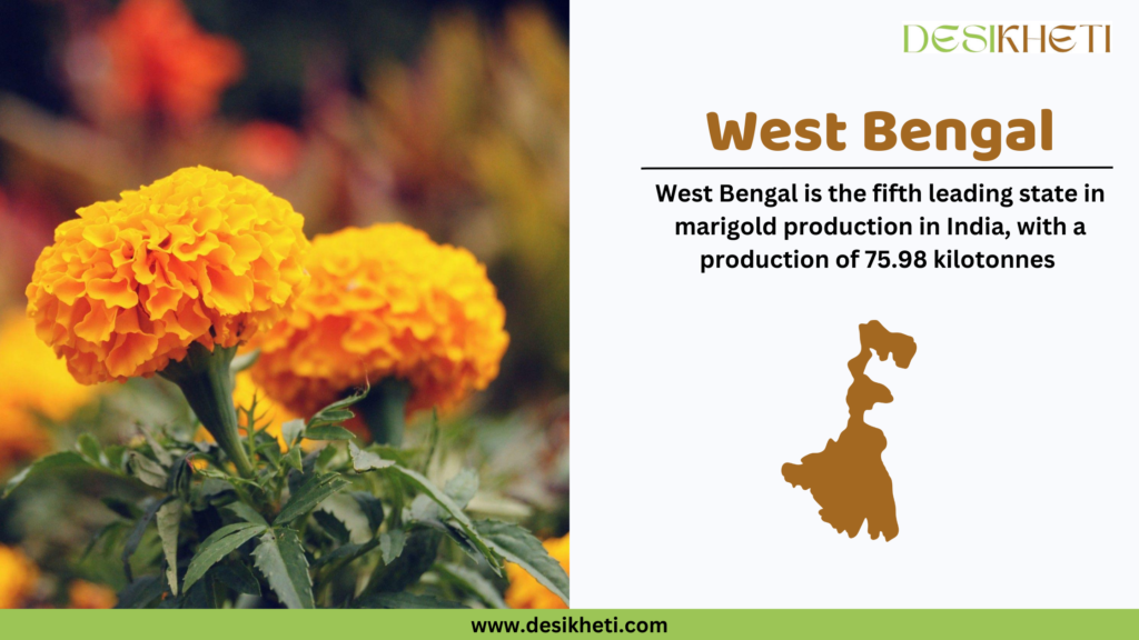 Bright yellow marigold flowers are shown on the left side, set against a blurred natural background. On the right side, the text reads: "West Bengal - West Bengal is the fifth leading state in marigold production in India, with a production of 75.98 kilotonnes." Below this text is a brown silhouette map of West Bengal. The Desikheti logo is positioned at the top right, and the website URL www.desikheti.com is displayed at the bottom of the image over a green strip.