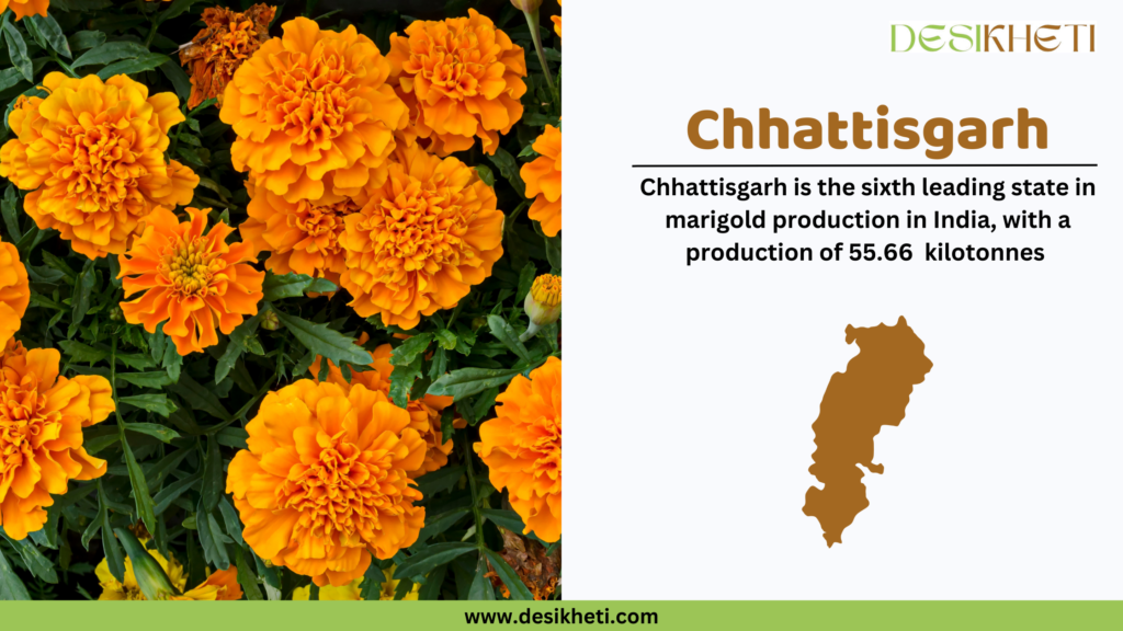 Bright orange marigold flowers are shown on the left side, surrounded by lush green leaves. On the right side, the text reads: "Chhattisgarh - Chhattisgarh is the sixth leading state in marigold production in India, with a production of 55.66 kilotonnes." Below this text is a brown silhouette map of Chhattisgarh. The Desikheti logo is positioned at the top right, and the website URL www.desikheti.com is displayed at the bottom of the image over a green strip.