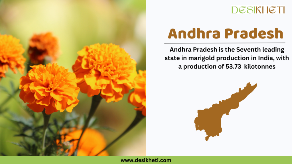 Bright orange marigold flowers are shown on the left side against a blurred green background. On the right side, the text reads: "Andhra Pradesh - Andhra Pradesh is the seventh leading state in marigold production in India, with a production of 53.73 kilotonnes." Below this text is a brown silhouette map of Andhra Pradesh. The Desikheti logo is positioned at the top right, and the website URL www.desikheti.com is displayed at the bottom of the image over a green strip.