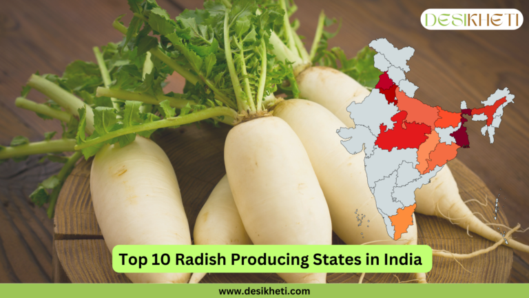 A close-up of fresh white radishes with green leaves placed on a wooden surface. In the top right corner, the DesiKheti logo is displayed. On the right side, there is a map of India highlighting the top 10 radish-producing states in shades of red and orange. At the bottom, a green banner with black text reads: "Top 10 Radish Producing States in India." Below this, the website URL "www.desikheti.com" is displayed on a green strip.