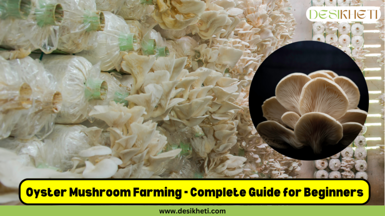 Oyster Mushroom Farming guide featuring a setup with plastic bags containing mushroom substrates, from which white oyster mushrooms grow in clusters. On the right side, a close-up of oyster mushrooms in a circular frame highlights their structure and texture. The "Desikheti" logo is displayed at the top right corner. At the bottom, bold yellow text reads "Oyster Mushroom Farming - Complete Guide for Beginners," and below it, the website URL "www.desikheti.com" is displayed on a green bar.