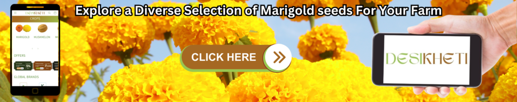 Promotional banner showcasing vibrant yellow marigold flowers with the text 'Explore a Diverse Selection of Marigold Seeds for Your Farm.' The image features a smartphone screen displaying the Desikheti website's crop section and a hand holding another phone with the Desikheti logo. A 'Click Here' button is prominently displayed for easy navigation.