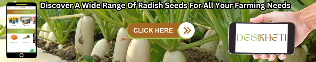 Promotional banner showcasing radish plants growing in soil. On the left, a smartphone displays the Desikheti app interface featuring sections for 'Featured Brands' and 'Crops' with images of pumpkin and radish. Text at the top reads: 'Discover A Wide Range Of Radish Seeds For All Your Farming Needs.' A brown button in the center labeled 'Click Here' with a white arrow icon encourages user interaction. On the right, a hand holds a smartphone displaying the Desikheti logo.