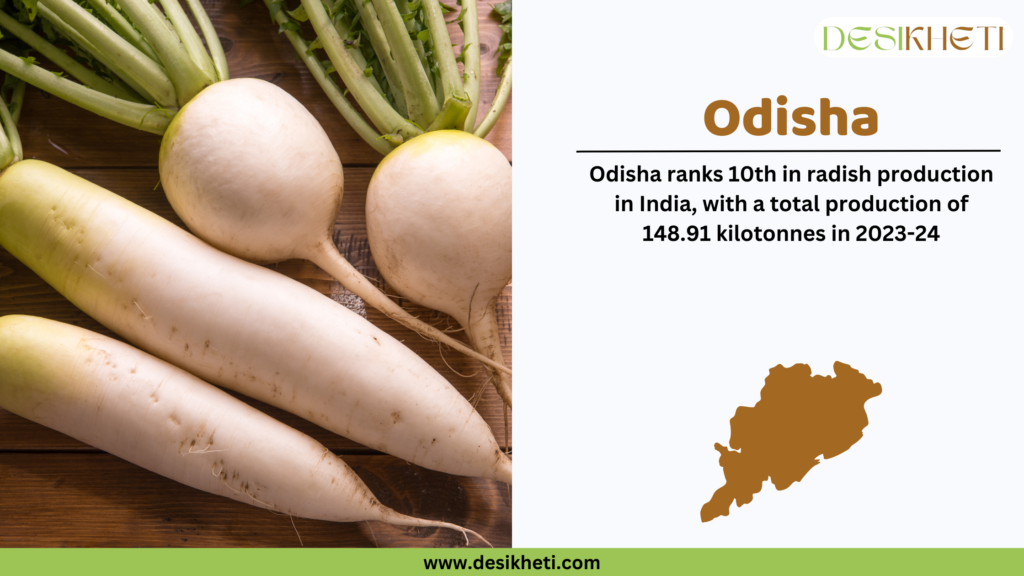 Fresh radishes with green tops placed on a wooden surface. On the right side, a text box with the Desikheti logo at the top displays information about radish production in Odisha. The heading "Odisha" is written in bold brown letters, followed by the text: "Odisha ranked 10th in radish production in India, with a total production of 148.91 kilotonnes in 2023-24." Below this text, there is a brown silhouette map of Odisha. At the bottom, a green banner contains the website URL: "www.desikheti.com".