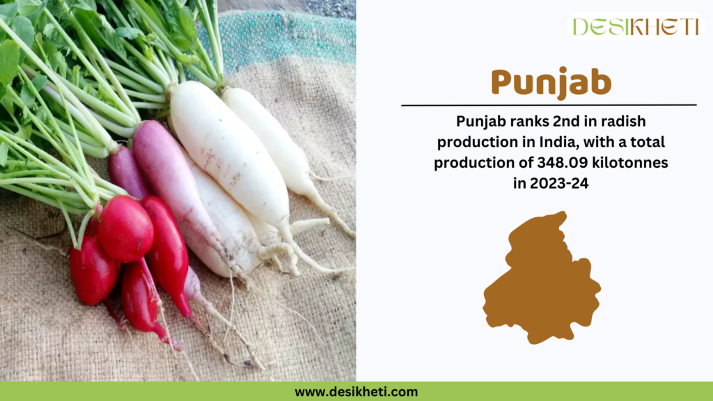 A bundle of fresh radishes in red, pink, and white varieties with green leaves placed on a burlap sack. On the right side, a white background features the DesiKheti logo at the top. The heading "Punjab" is written in bold brown text. Below it, the text states: "Punjab ranks 2nd in radish production in India, with a total production of 348.09 kilotonnes in 2023-24." A brown silhouette map of Punjab is displayed beneath the text. At the bottom, a green strip contains the website URL "www.desikheti.com."