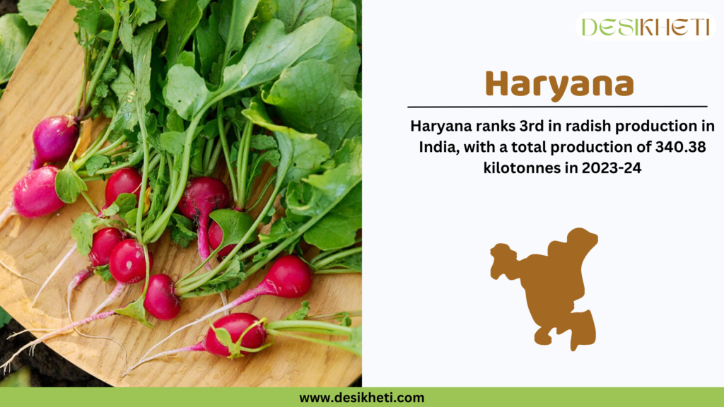 A bunch of fresh red radishes with green leaves placed on a wooden surface, some radishes slightly scattered. On the right side, a white background features the DesiKheti logo at the top. The heading "Haryana" is written in bold brown text. Below it, the text states: "Haryana ranks 3rd in radish production in India, with a total production of 340.38 kilotonnes in 2023-24." A brown silhouette map of Haryana is displayed beneath the text. At the bottom, a green strip contains the website URL "www.desikheti.com."