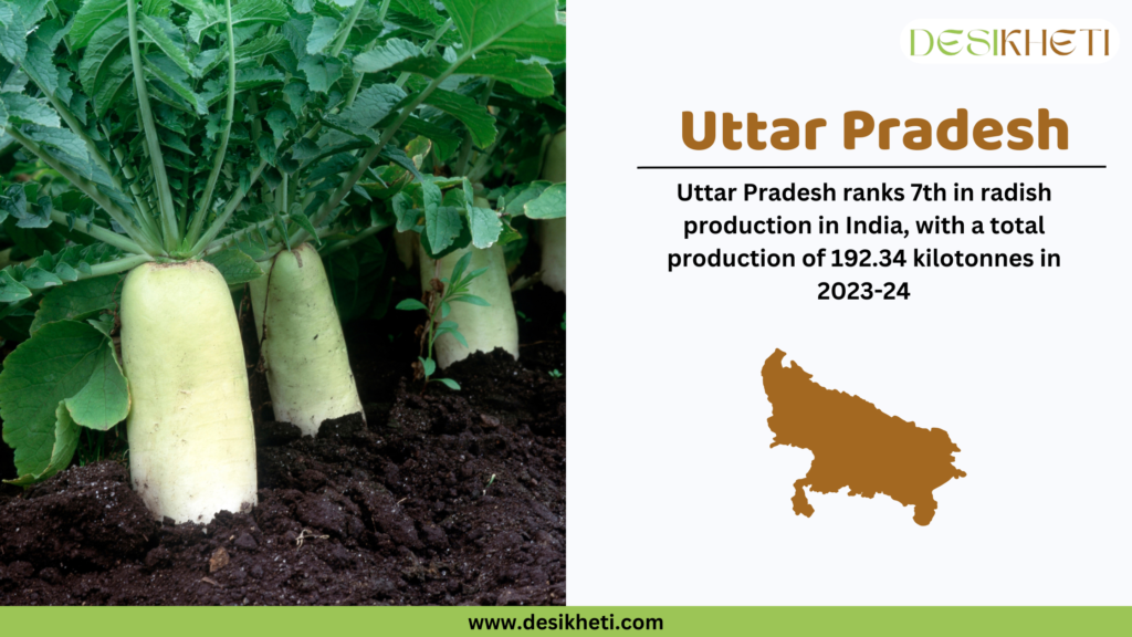 Large white radishes with green leaves growing in dark soil on the left side of the image. On the right side, the heading "Uttar Pradesh" is written in bold brown text, followed by the statement "Uttar Pradesh ranks 7th in radish production in India, with a total production of 192.34 kilotonnes in 2023-24." Below this, a brown silhouette map of Uttar Pradesh is displayed. The "Desikheti" logo is placed at the top right corner. At the bottom, a green bar contains the website URL "www.desikheti.com."