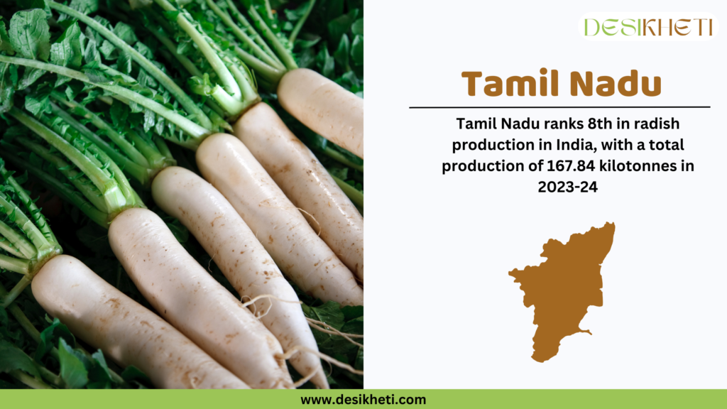 Fresh white radishes with green leaves laid in a row on the left side of the image. On the right side, the heading "Tamil Nadu" is written in bold brown text, followed by the statement "Tamil Nadu ranks 7th in radish production in India, with a total production of 167.84 kilotonnes in 2023-24." Below this, a brown silhouette map of Tamil Nadu is displayed. The "Desikheti" logo is placed at the top right corner. At the bottom, a green bar contains the website URL "www.desikheti.com."