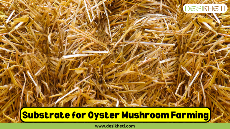 Oyster Mushroom Farming – Complete Guide for Beginners - DesiKheti