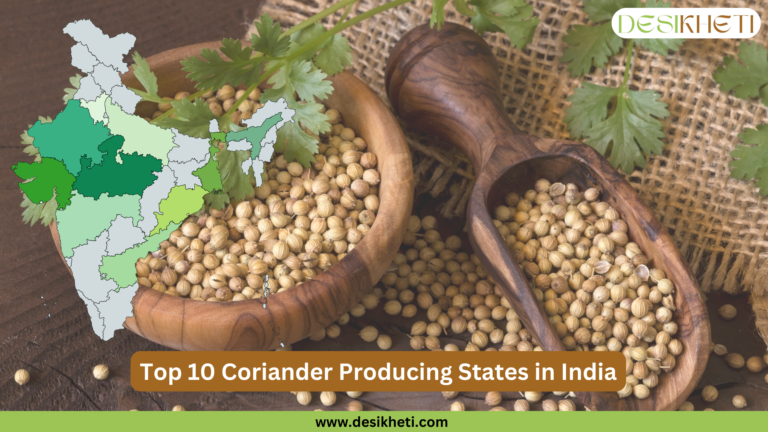 Top 10 coriander-producing states in India. The image features a wooden bowl and scoop filled with coriander seeds, garnished with fresh coriander leaves on a rustic burlap background. A color-coded map of India highlights the top coriander-producing states. The "DesiKheti" logo is placed in the top right corner, and the website "www.desikheti.com" is displayed at the bottom.