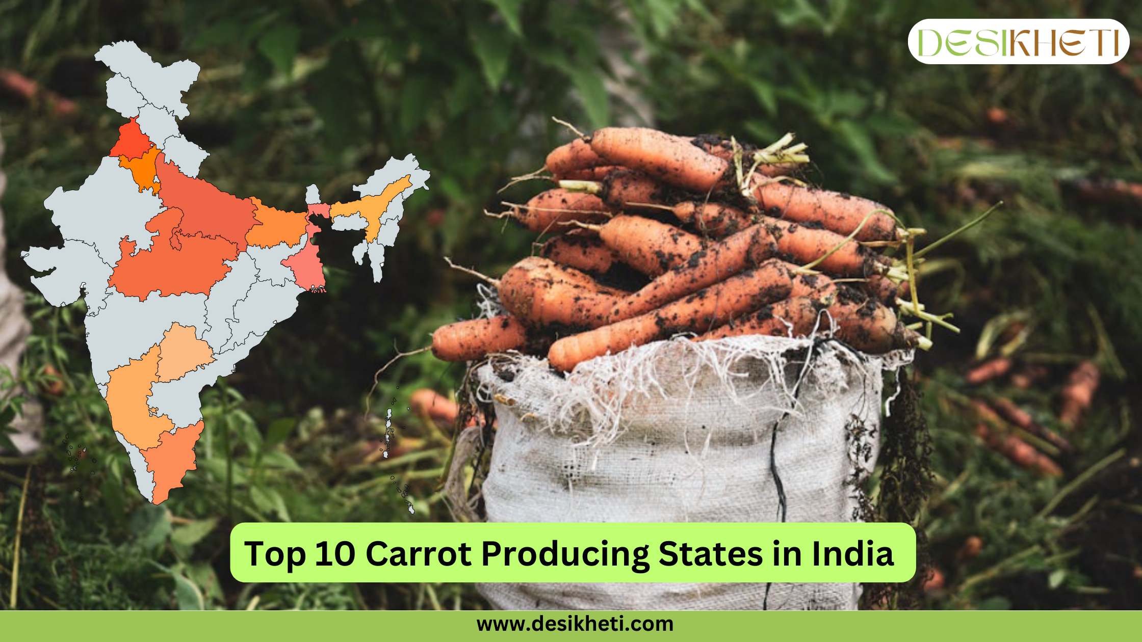 A Desikheti infographic showcasing the top 10 carrot-producing states in India. The left side features a color-coded map of India highlighting the leading carrot-producing states. On the right, there is a sack filled with freshly harvested carrots covered in soil, set against a green agricultural background. The text "Top 10 Carrot Producing States in India" is prominently displayed in bold black letters on a green background at the bottom. The Desikheti logo appears at the top right corner, and the website URL "www.desikheti.com" is displayed at the bottom.