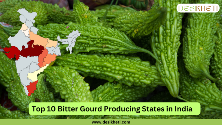 A Desikheti infographic highlighting the top 10 bitter gourd-producing states in India. The background features a close-up of fresh green bitter gourds. On the left, a color-coded map of India showcases the leading states in bitter gourd production. The text "Top 10 Bitter Gourd Producing States in India" is displayed in bold black letters on a green background at the bottom. The Desikheti logo is placed at the top right corner, and the website URL "www.desikheti.com" is displayed at the bottom.