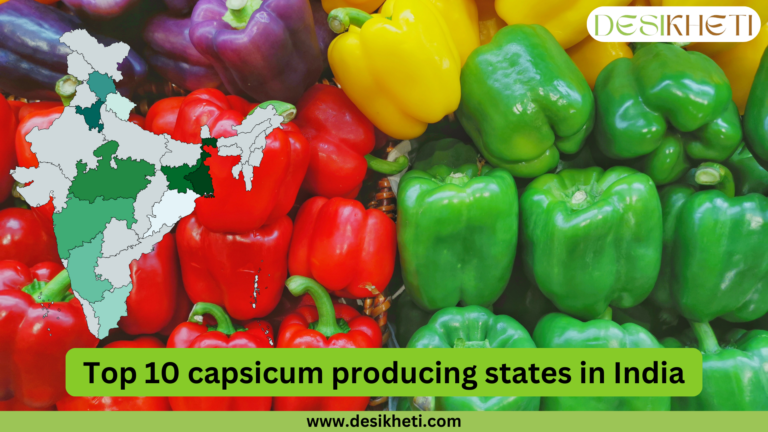 Top 10 capsicum-producing states in India. The image features an assortment of fresh capsicums in green, red, and yellow colors. On the left side, there is a map of India highlighting the top capsicum-producing states in different shades of green. At the top right corner, the Desikheti logo is displayed. At the bottom, a green banner contains the text "Top 10 capsicum producing states in India" in bold black letters, followed by the website URL "www.desikheti.com".