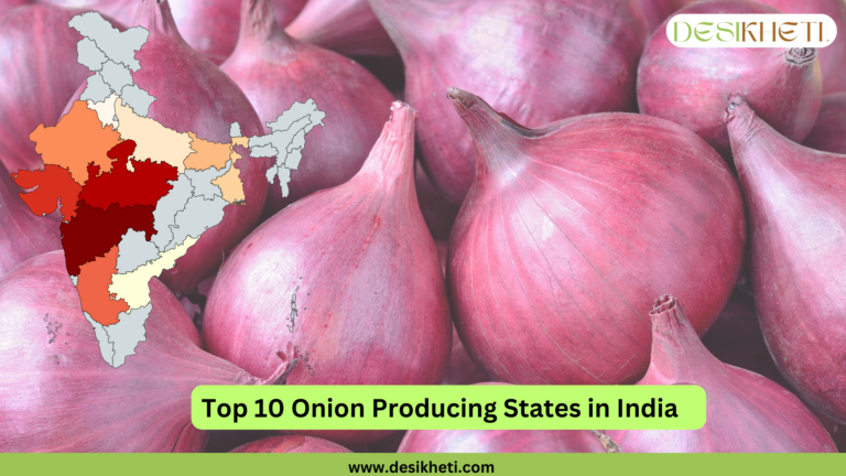 Top 10 onion-producing states in India. The background features a close-up of fresh red onions. On the left, a color-coded map of India highlights the leading onion-producing states in varying shades, with darker shades representing higher production levels. The "Desikheti" logo is placed at the top right. A green banner at the bottom displays the text "Top 10 Onion Producing States in India," with the website URL "www.desikheti.com" below it. This image emphasizes the major onion-producing regions in India, promoting Desikheti’s agricultural insights.