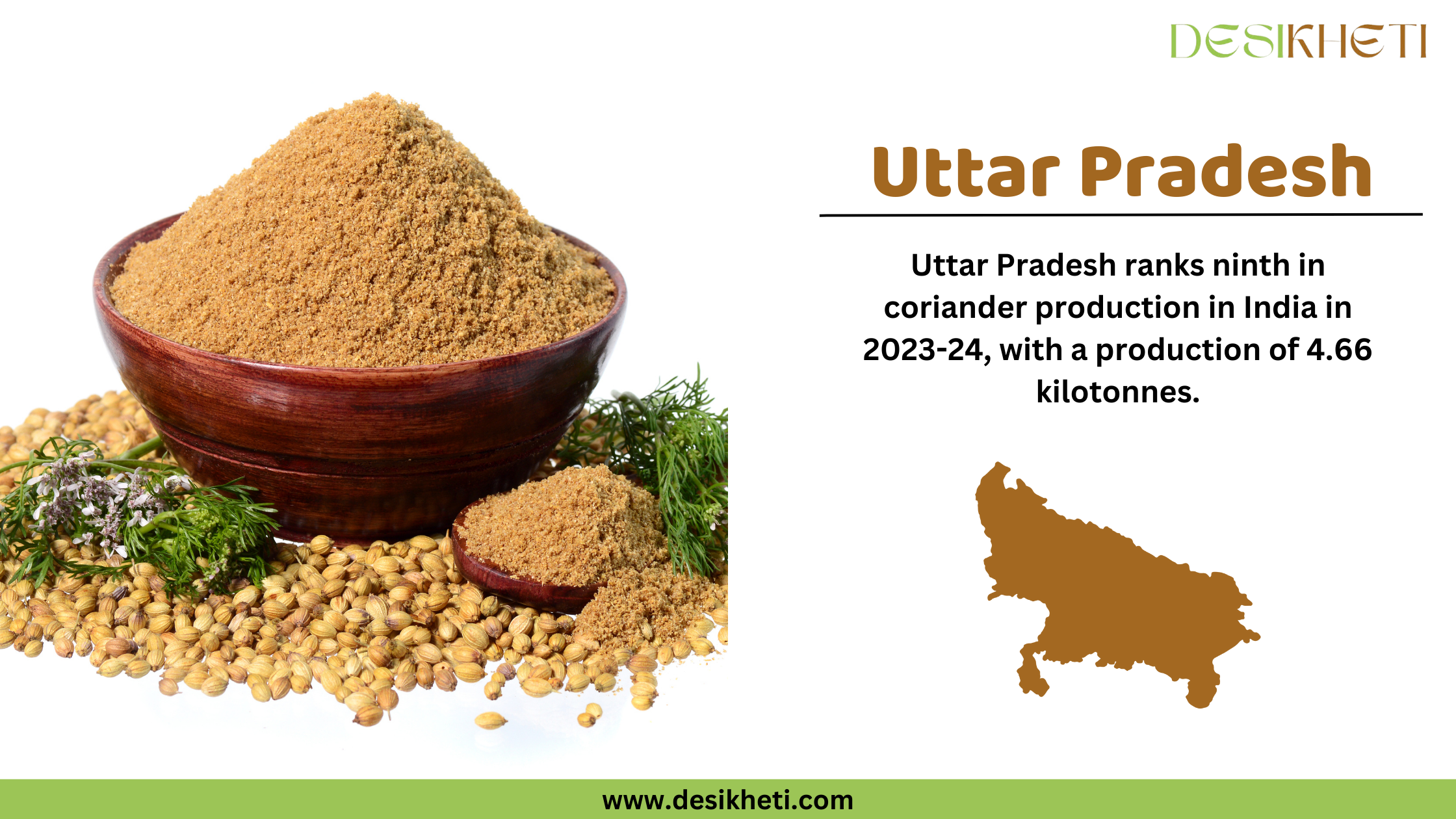 A digital informational banner from Desikheti highlighting coriander production in Uttar Pradesh. The left side features a wooden bowl filled with ground coriander powder, surrounded by coriander seeds and fresh coriander leaves. On the right, the text states, "Uttar Pradesh ranks ninth in coriander production in India in 2023-24, with a production of 4.66 kilotonnes." The title "Uttar Pradesh" is in bold brown font, and below it is a brown silhouette of the state's map. The Desikheti logo is at the top right, and the website "www.desikheti.com" is displayed at the bottom on a green background.